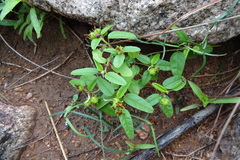 Melhania incana